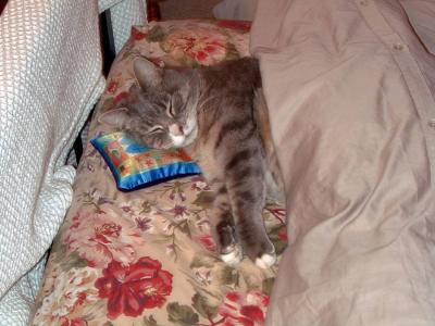 Mr. Flipper sleeping pillow.JPG