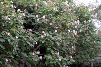 IMG_1907a.jpg