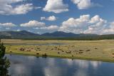 Yellowstone_Bison Valley