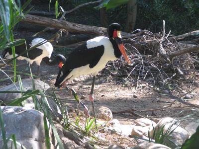 IMG_0832.JPG