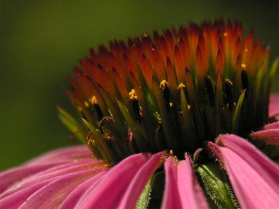 Coneflower