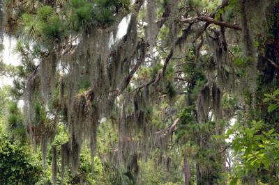 Spanish Moss 3