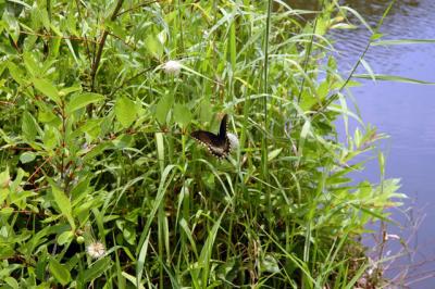 Boyd Hill Butterfly 9