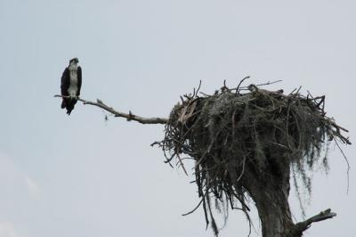 Osprey and babies 43