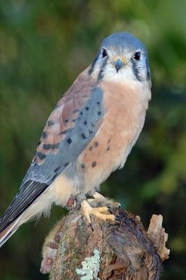 American kestrel  #301