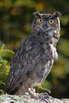 Great Horned Owl  # 314