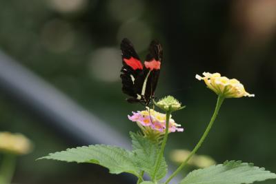 Black Red Butterfly-1.jpg
