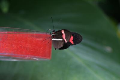 Black Red Butterfly-2.jpg