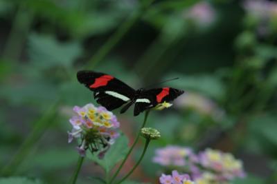 Black Red Butterfly.jpg