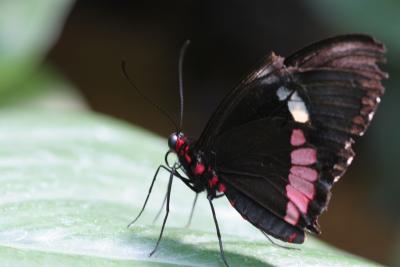 Black Red Pink Butterfly -1.jpg