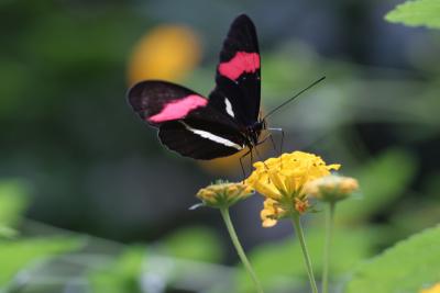 Black Red Pink Butterfly -2.jpg