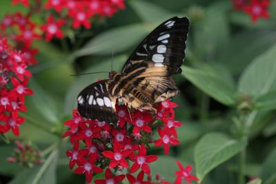 Brown Black White butterfly.jpg