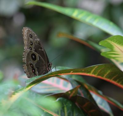 Brown Butterfly-2.jpg