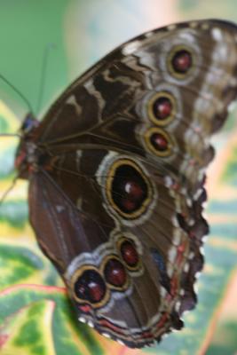 Brown Butterfly-4.jpg