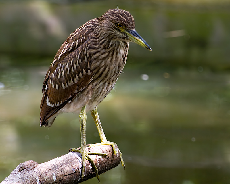 DSC_2720.jpg