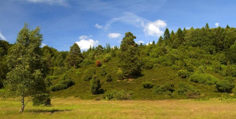 treepano_velvia.jpg