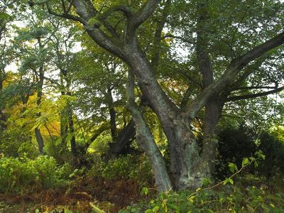 forest2.jpg