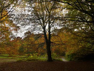 forest_colors.jpg