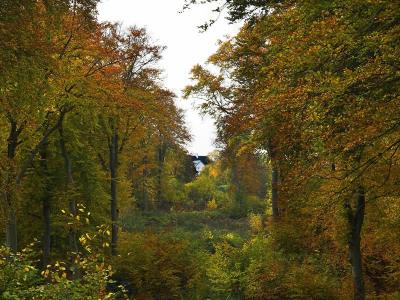 marselisborg_forest.jpg