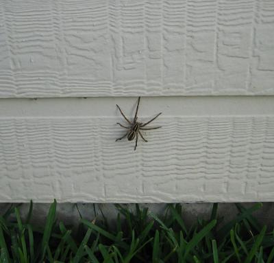Spider1.jpg