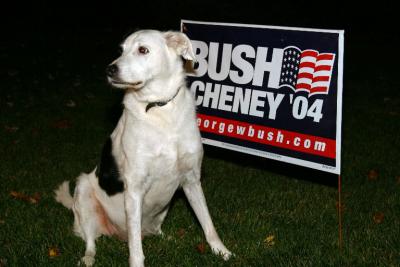 Joey's election night coverage