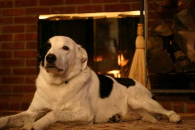 Every fireplace needs a dog