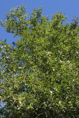The Ryan Boyles Tree