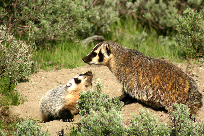 Badger with baby