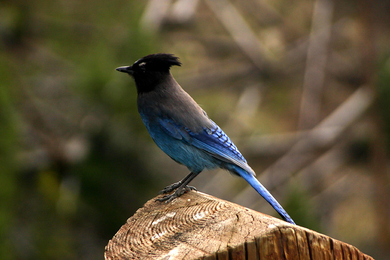 Stellars Jay