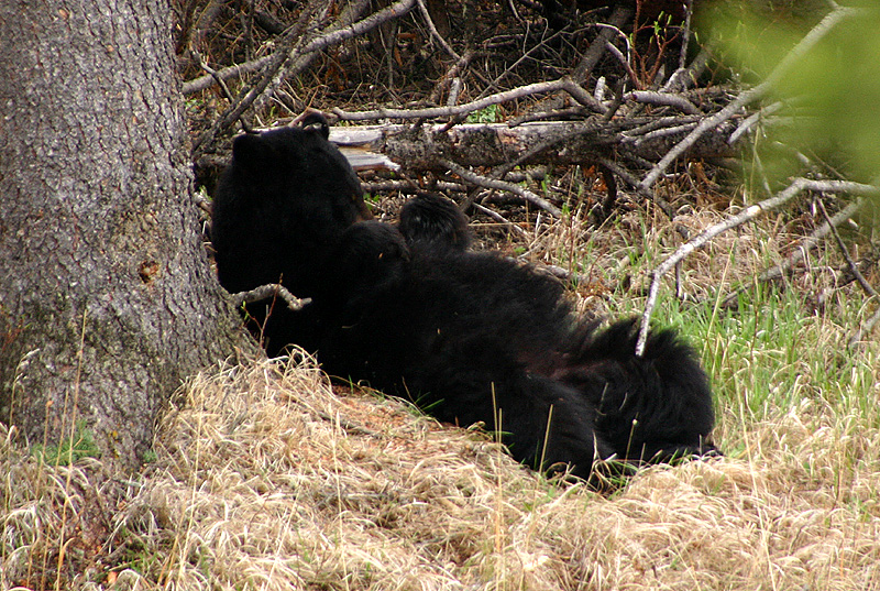 Lazy bear