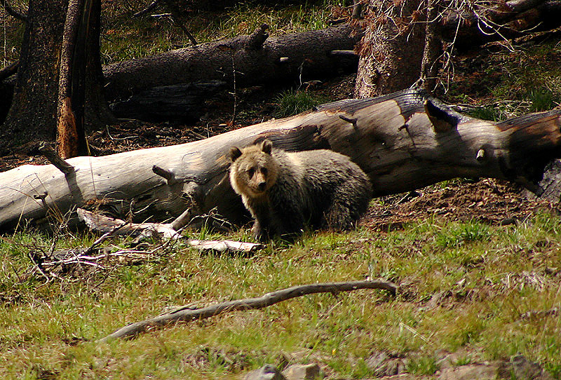 Griz cub