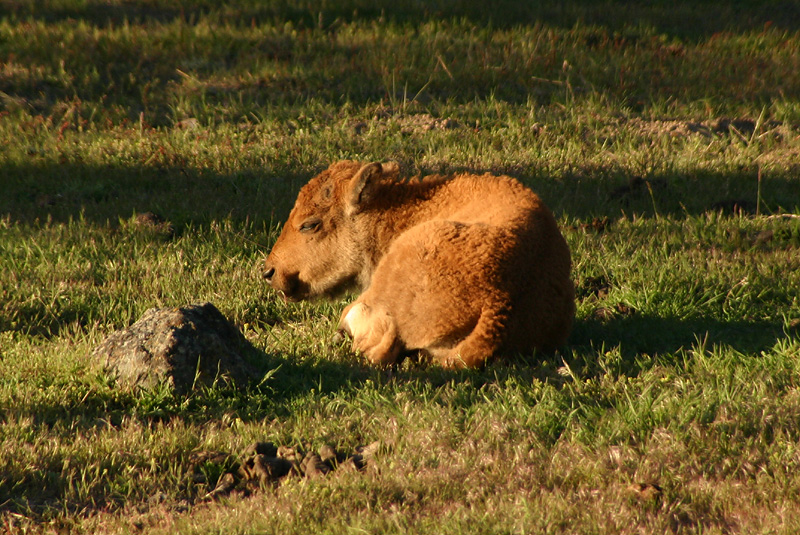 Baby bison