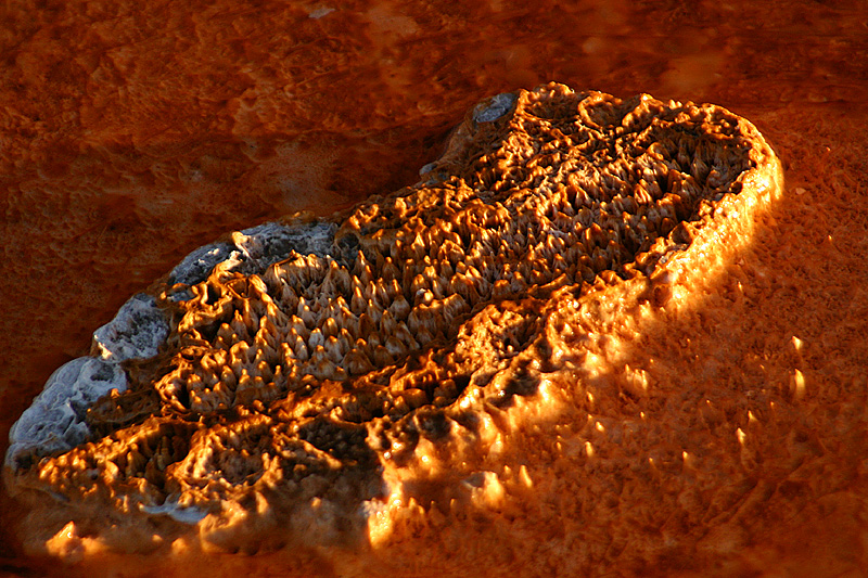 Bacteria mat