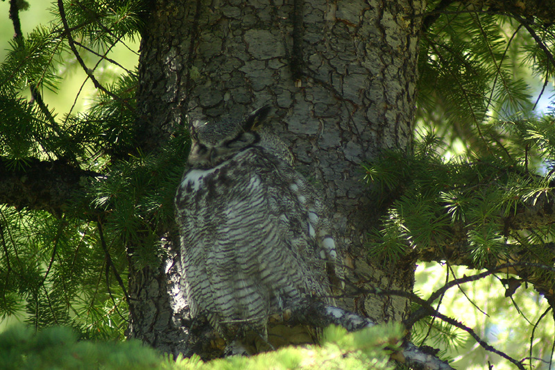 Great Horned Owl