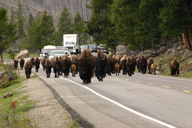 Bison Jam