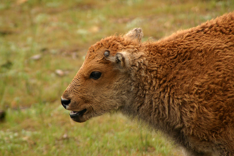 Bison calf