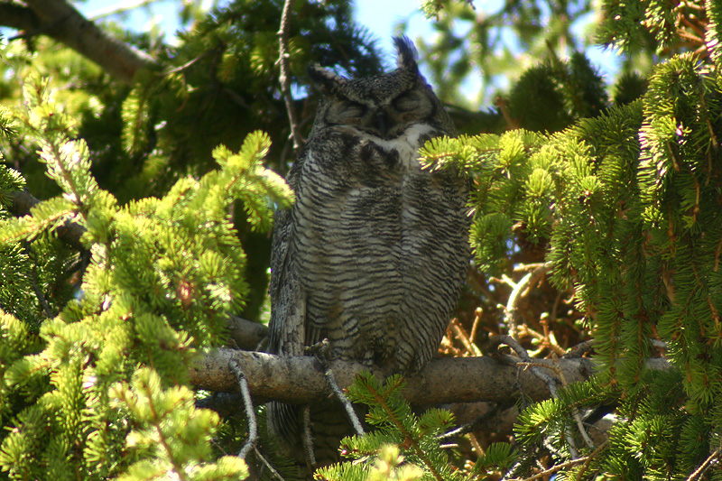 Owl mom
