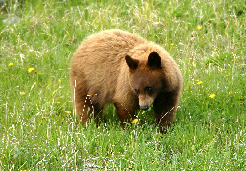 Cinnamon cub