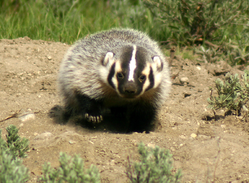 Baby Badger