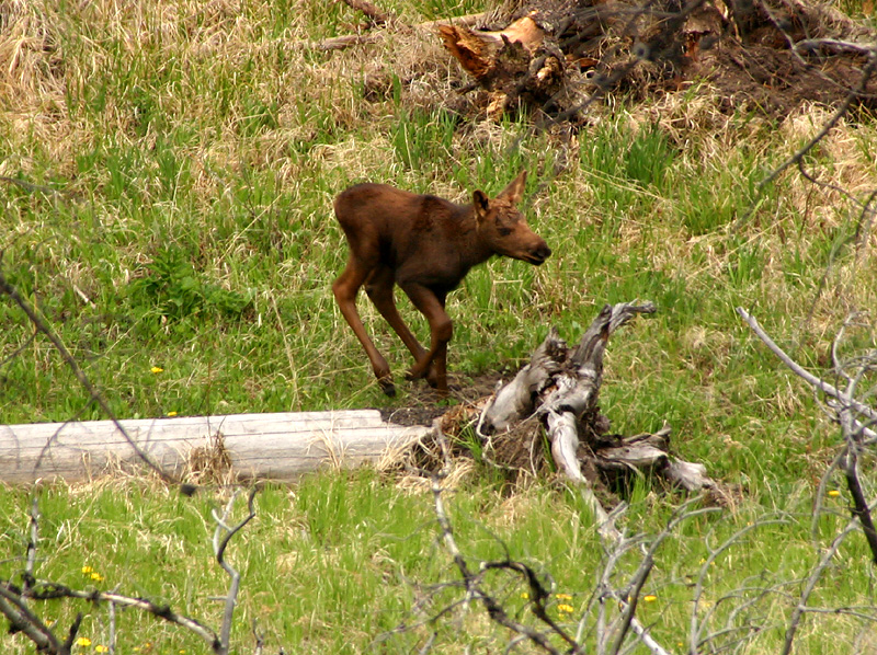 Moose calf