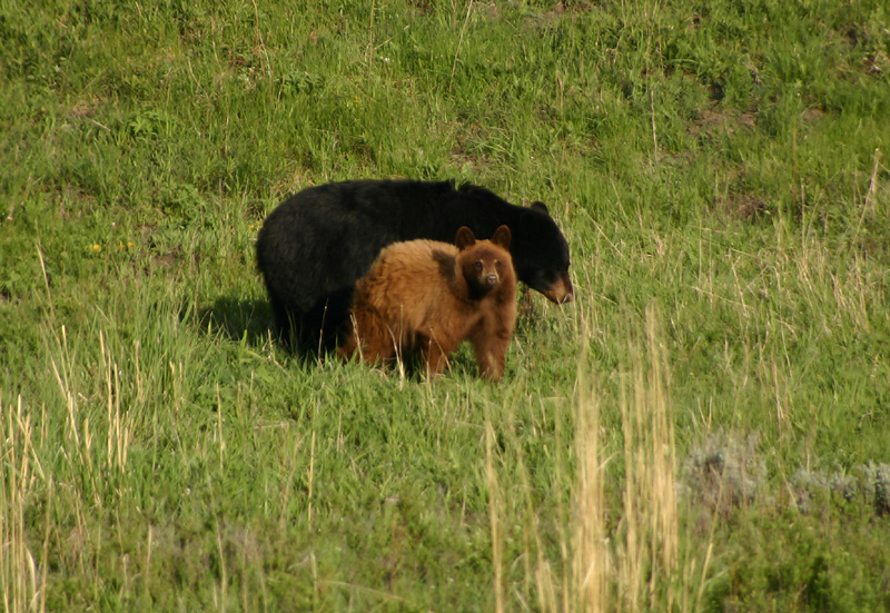 Mom and cinnamon cub