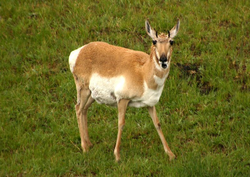 Pronghorn
