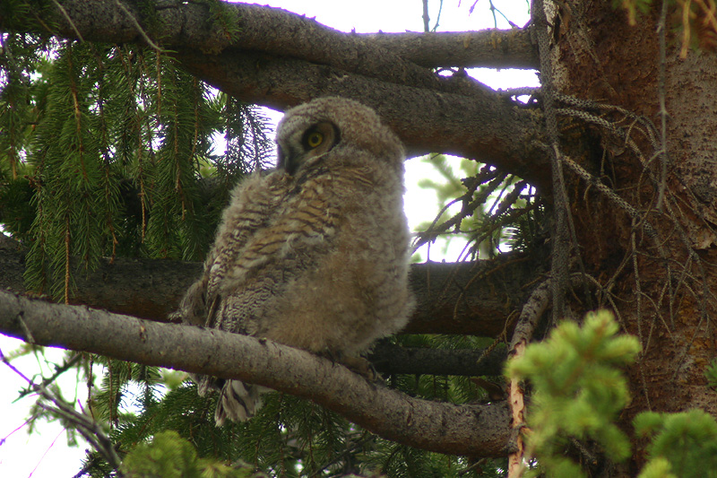 Great Horned Owlet