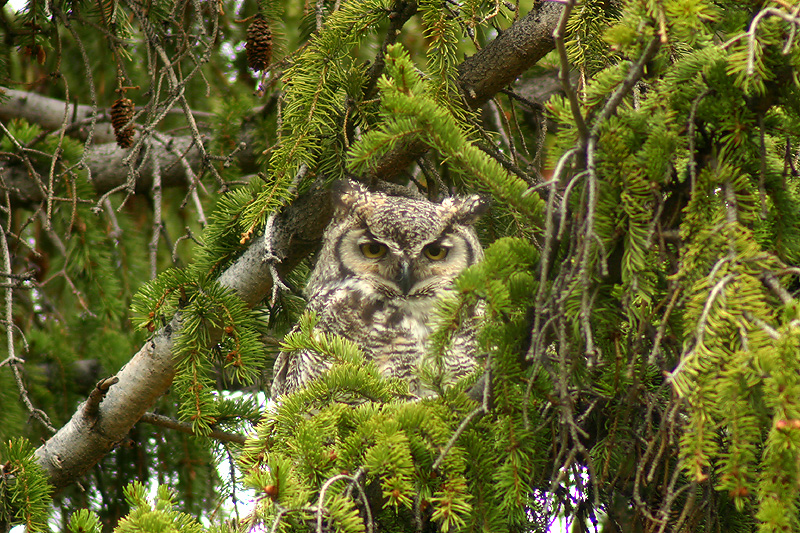 Mom owl