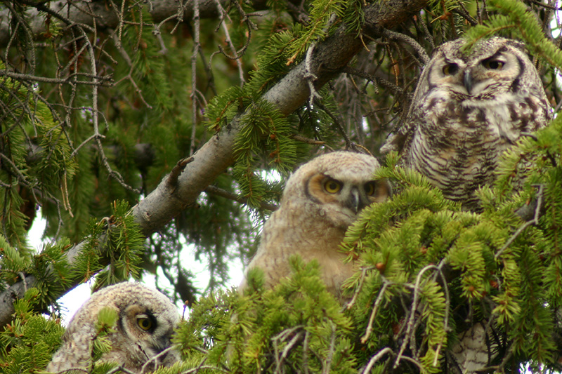 Mom and 2 owlets