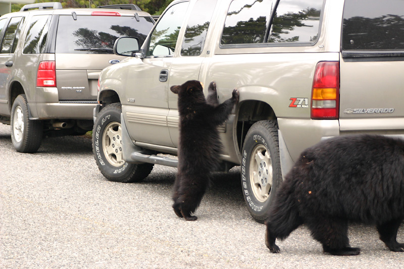 Curious cub