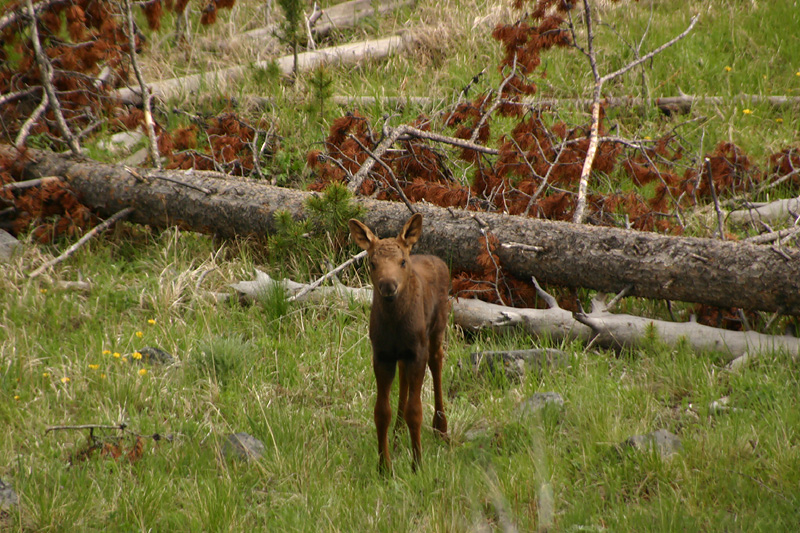 Moose calf