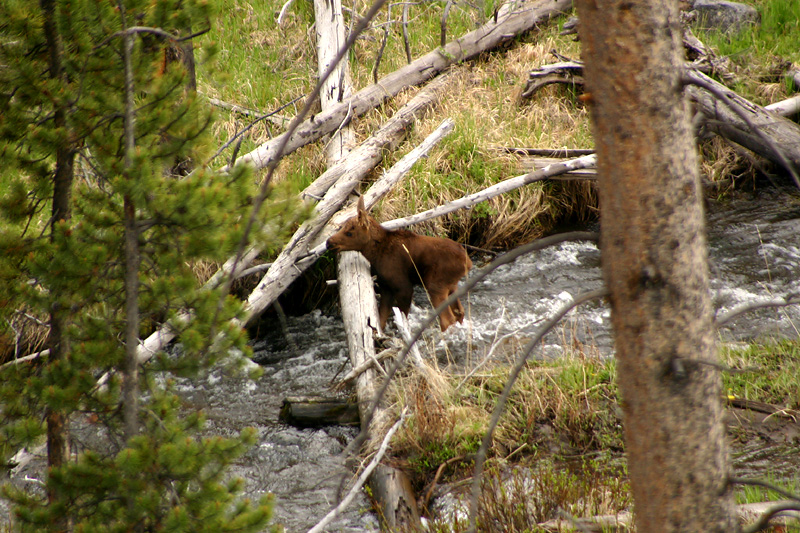 Crossing the creek