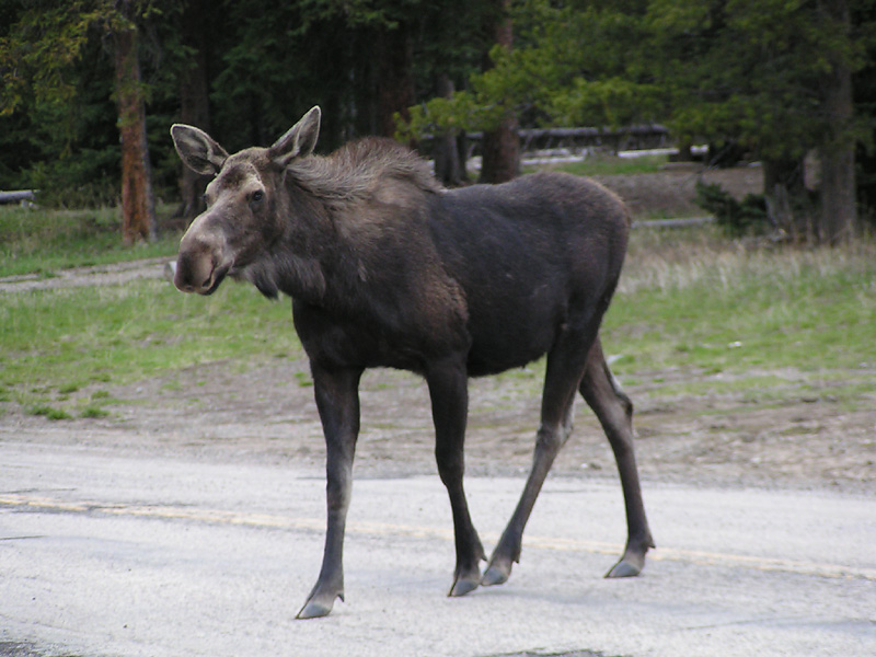 Moose crossing