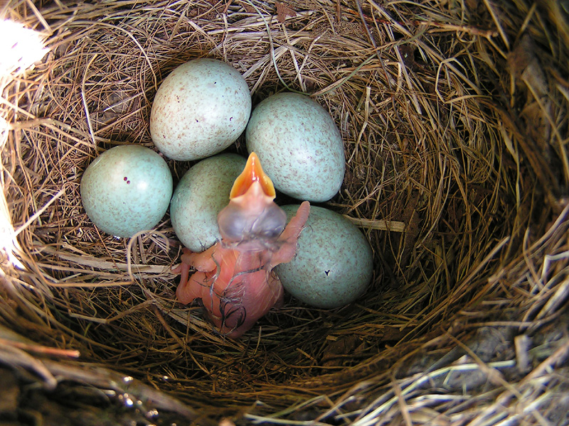 Blackbird chick- Day 1